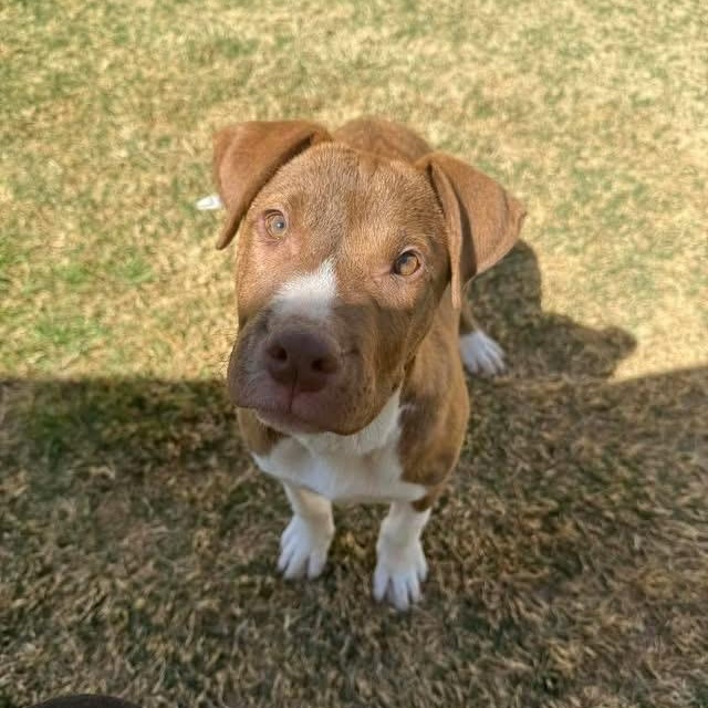 Enlarge Milo, a ADOPTABLE mixed breed in Lubbock, TX image 5/5