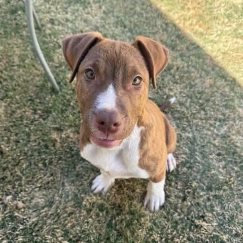 Enlarge Milo, a ADOPTABLE mixed breed in Lubbock, TX image 3/5