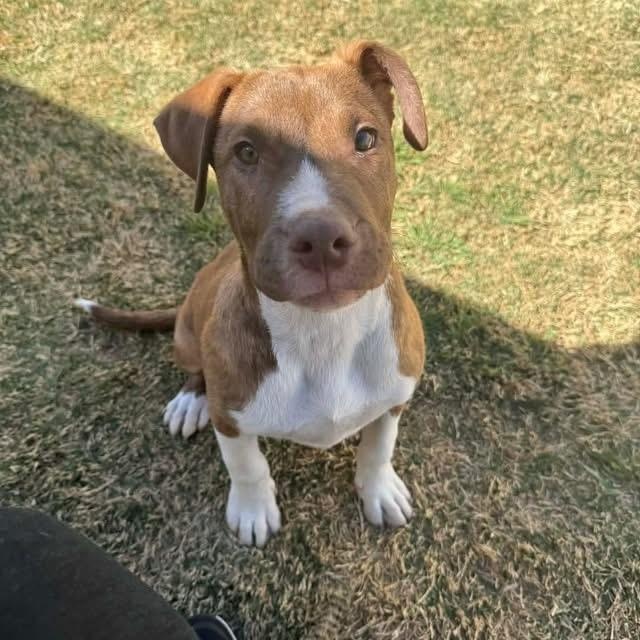 Enlarge Milo, a ADOPTABLE mixed breed in Lubbock, TX image 2/5