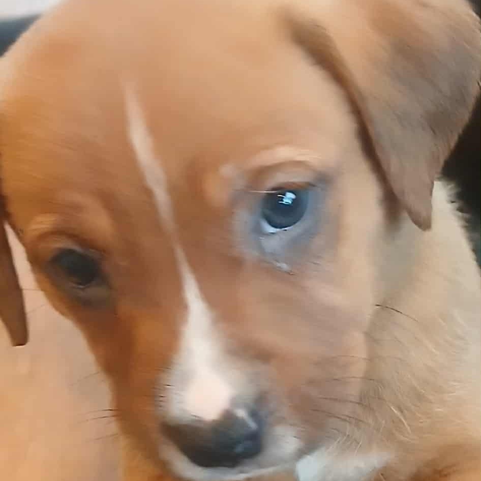 Lots of puppies , ADOPTABLE, Puppy Female Labrador Retriever.