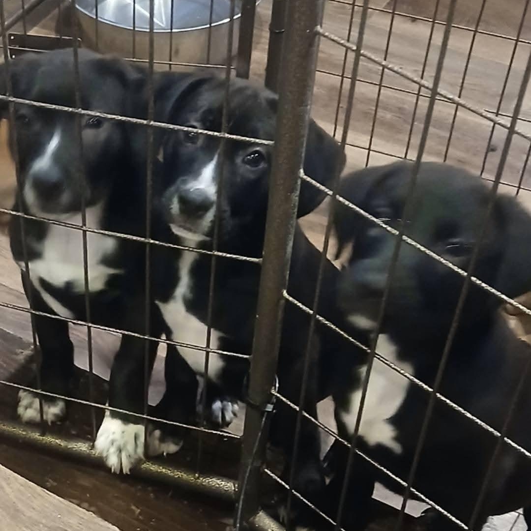 Enlarge Lots of puppies , a ADOPTABLE mixed breed in Wyandotte, MI image 1/6