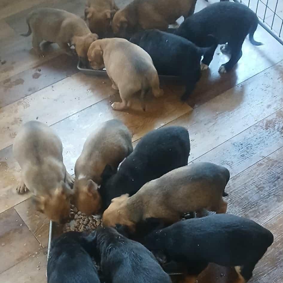 Enlarge Lots of puppies , a ADOPTABLE mixed breed in Wyandotte, MI image 2/6