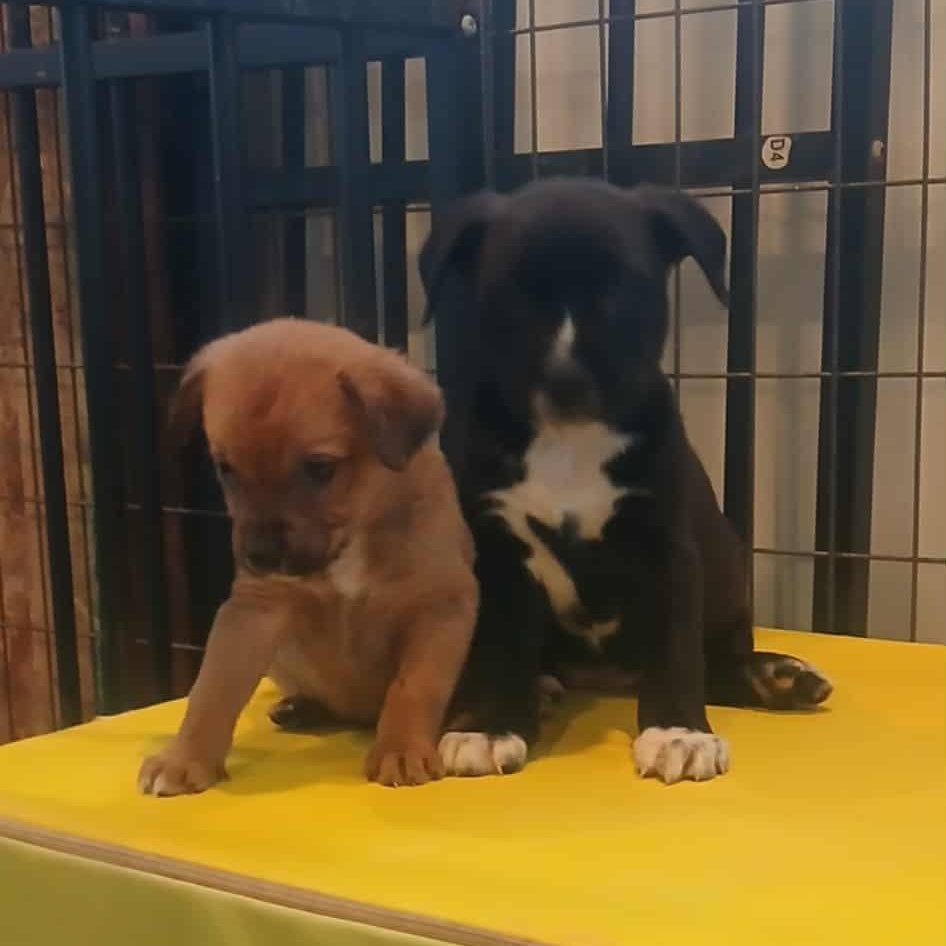 Enlarge Lots of puppies , a ADOPTABLE mixed breed in Wyandotte, MI image 3/6