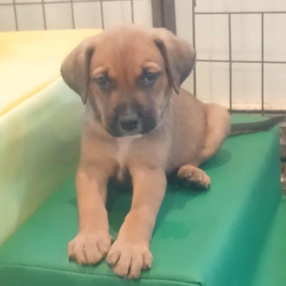 Enlarge Lots of puppies , a ADOPTABLE mixed breed in Wyandotte, MI image 4/6