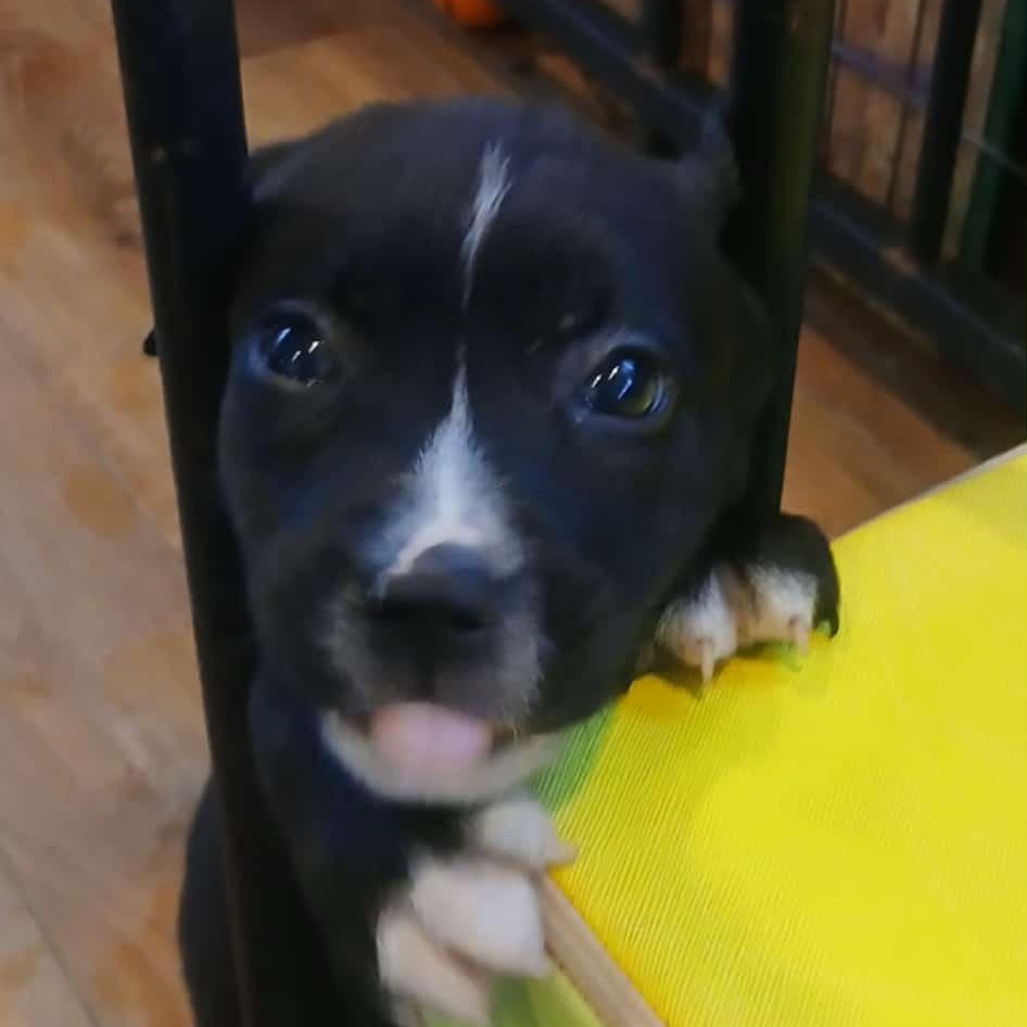 Enlarge Lots of puppies , a ADOPTABLE mixed breed in Wyandotte, MI image 5/6