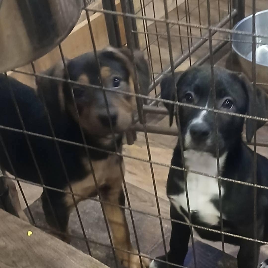 Enlarge Lots of puppies , a ADOPTABLE mixed breed in Wyandotte, MI image 5/6