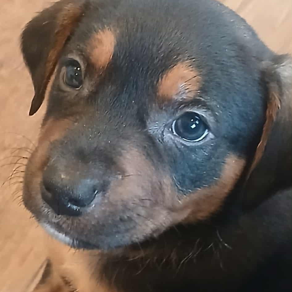 Enlarge Lots of puppies , a ADOPTABLE mixed breed in Wyandotte, MI image 6/6