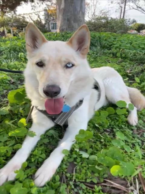 Enlarge MAX, a Adoptable mixed breed in Los Angeles, CA image 1/1
