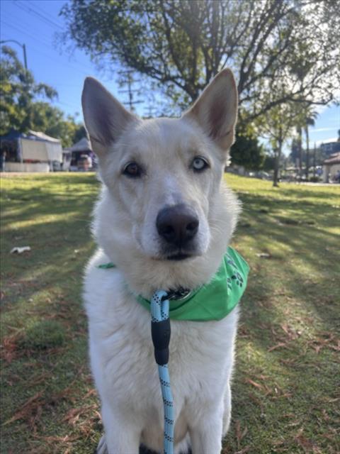MAX, Adoptable, Adult Male Siberian Husky & Mixed Breed.