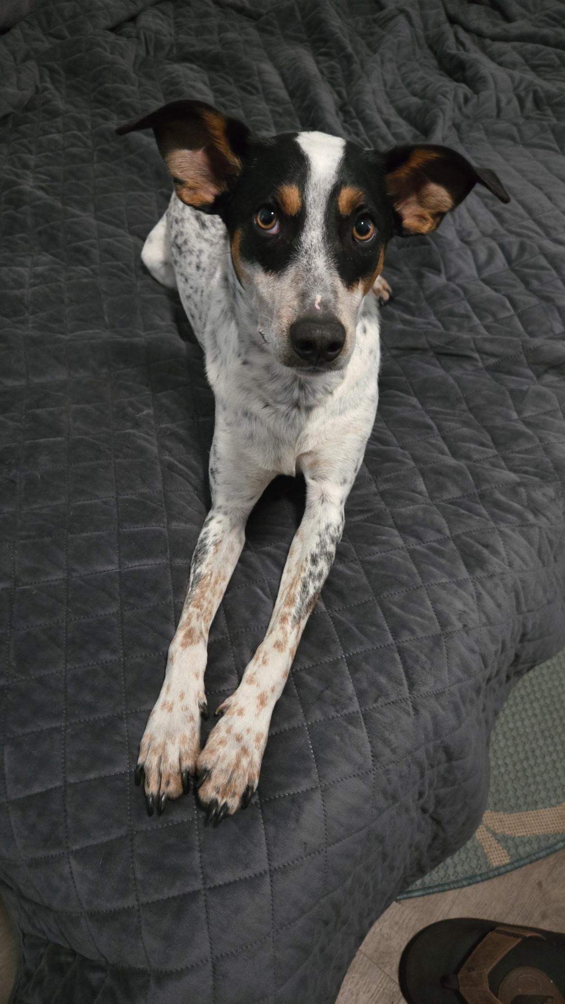 Enlarge Peanut, a ADOPTABLE mixed breed in Wilmington, NC image 3/3