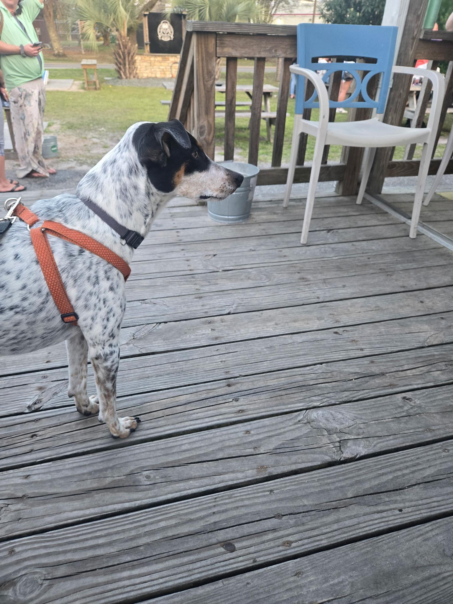 Enlarge Peanut, a ADOPTABLE mixed breed in Wilmington, NC image 2/3
