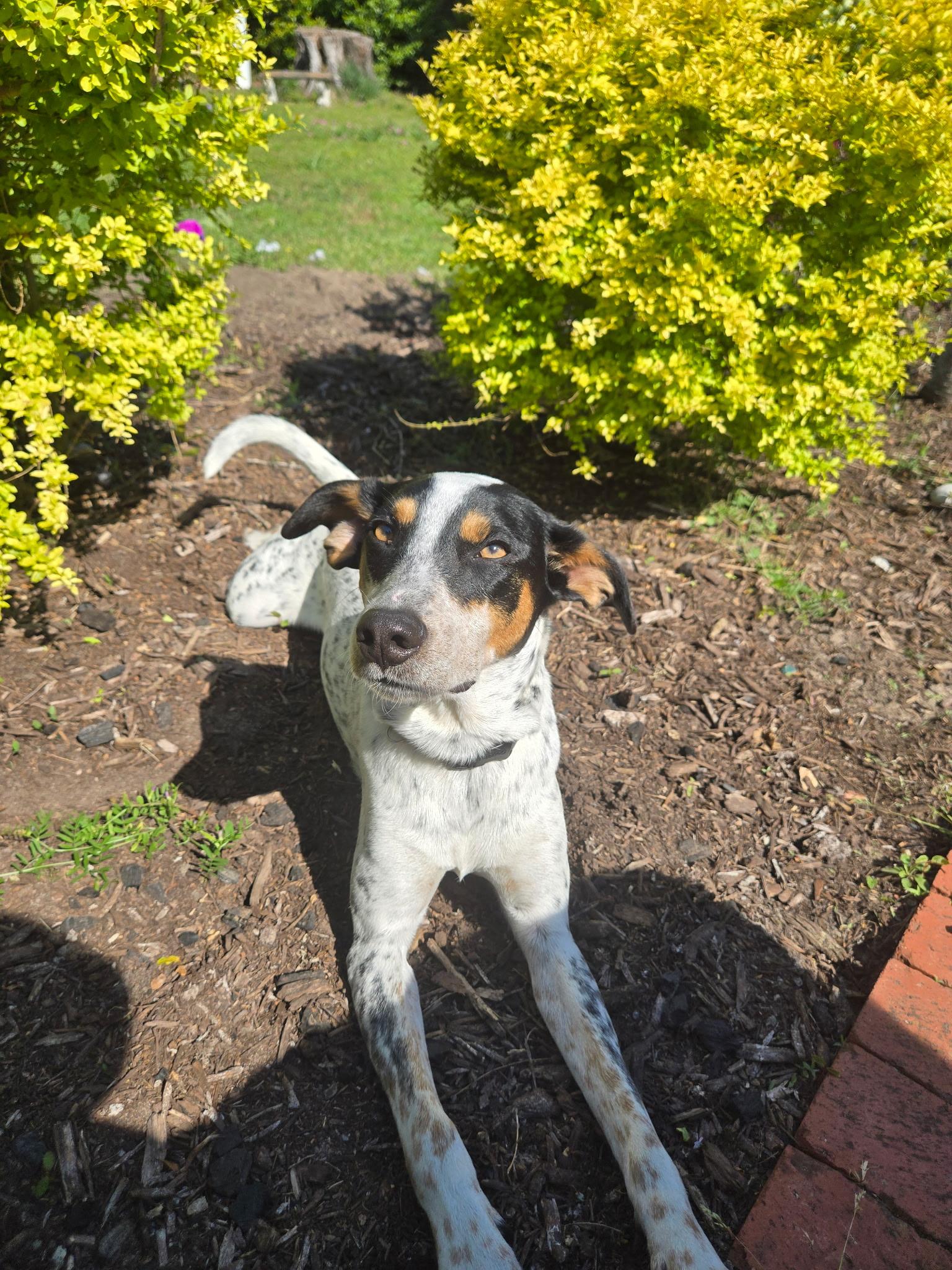 Peanut, ADOPTABLE, Young Male Mountain Cur & Cattle Dog.
