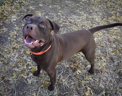 Enlarge Doug, a ADOPTABLE mixed breed in Rochester, MN image 1/1