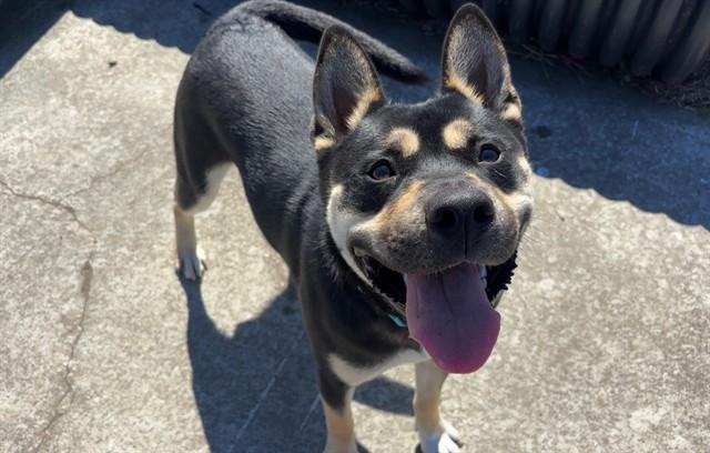 BANJO, Adoptable, Young Male German Shepherd Dog & French Bulldog.