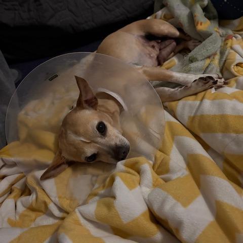 Hyacinth, Adoptable, Adult Female Chihuahua.
