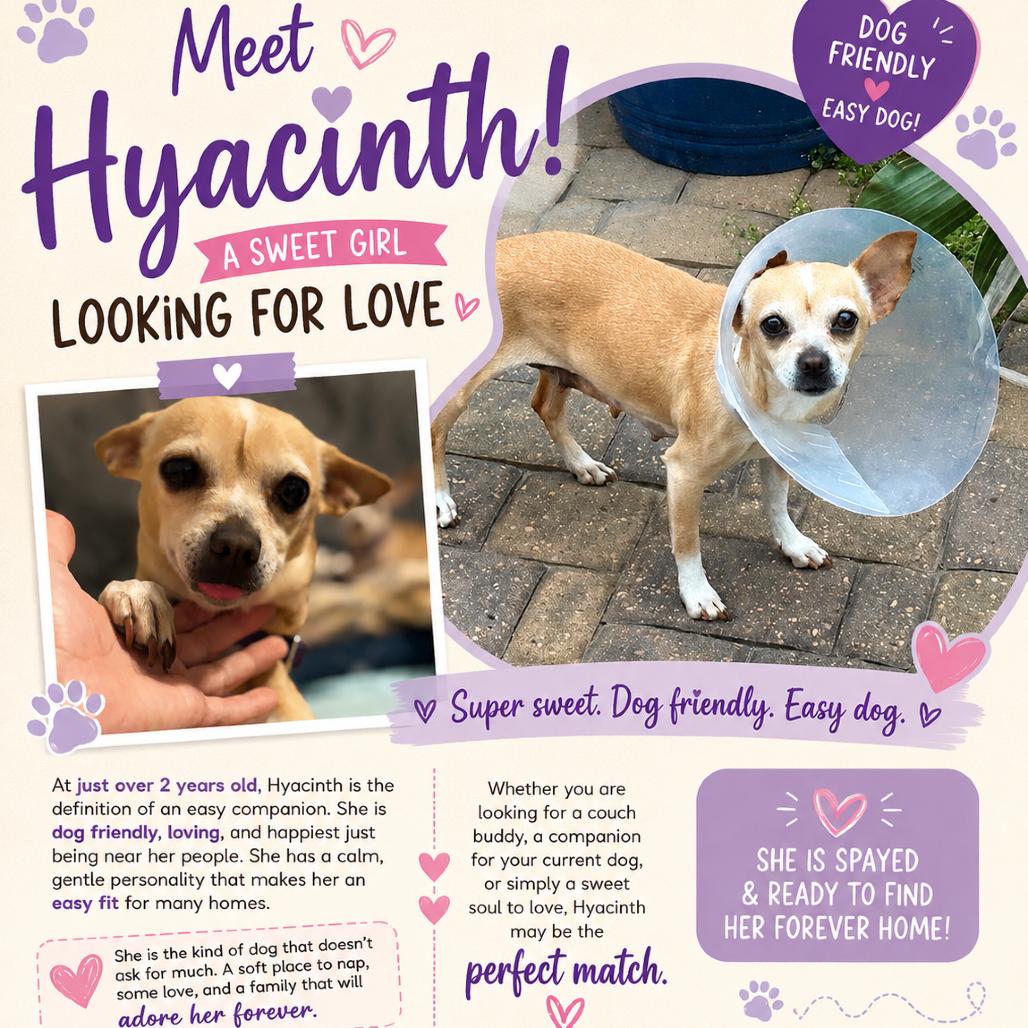 Hyacinth, a Adoptable Chihuahua in Katy, TX image 2/4