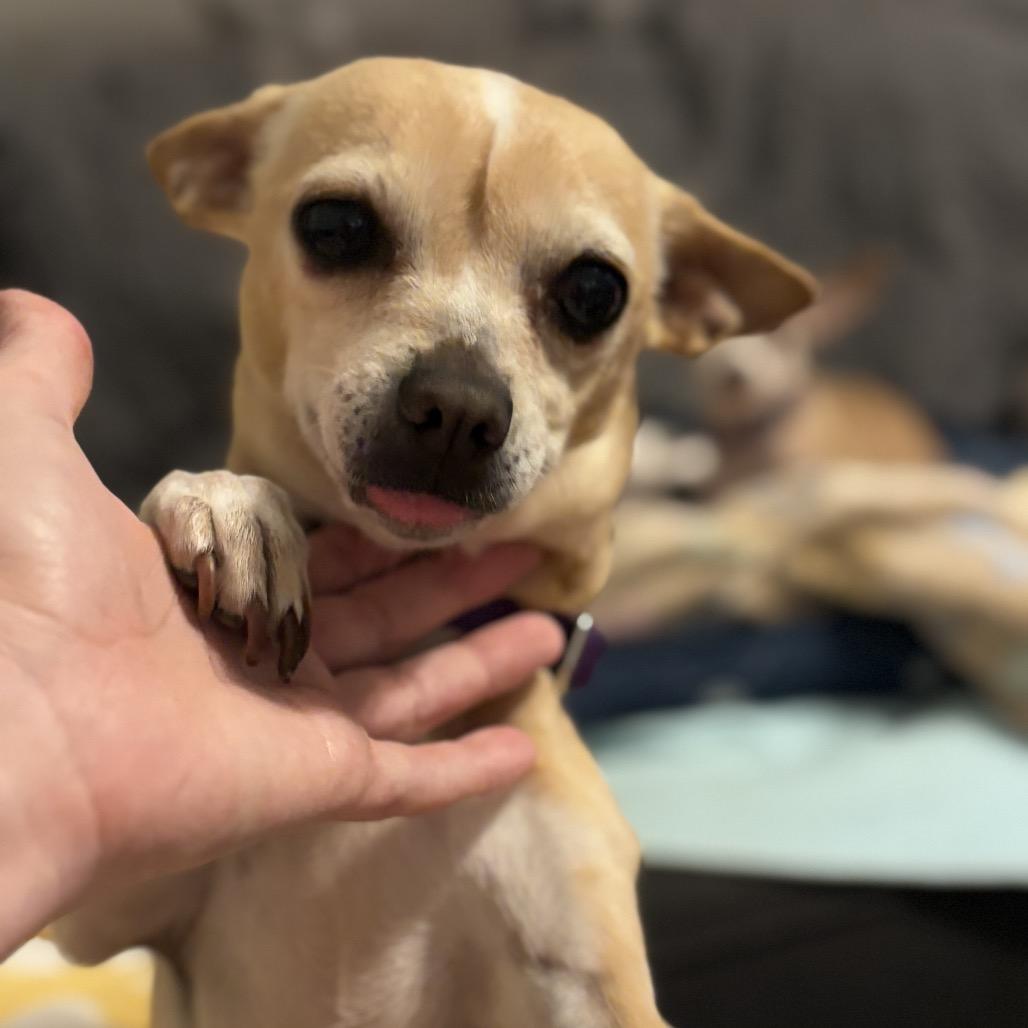 Hyacinth, a Adoptable Chihuahua in Katy, TX image 2/3