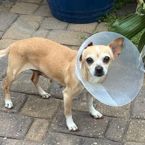 Hyacinth, a Adoptable Chihuahua in Katy, TX image 3/3