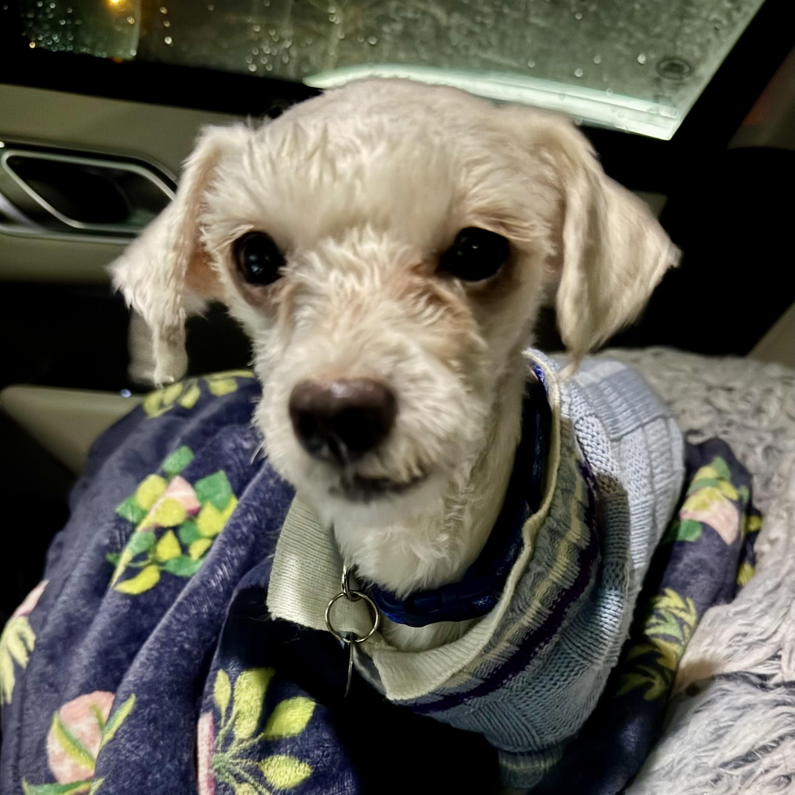 Enlarge Nolan-Adoption Pending!, a ADOPTABLE Maltese in Somerville, MA image 3/3