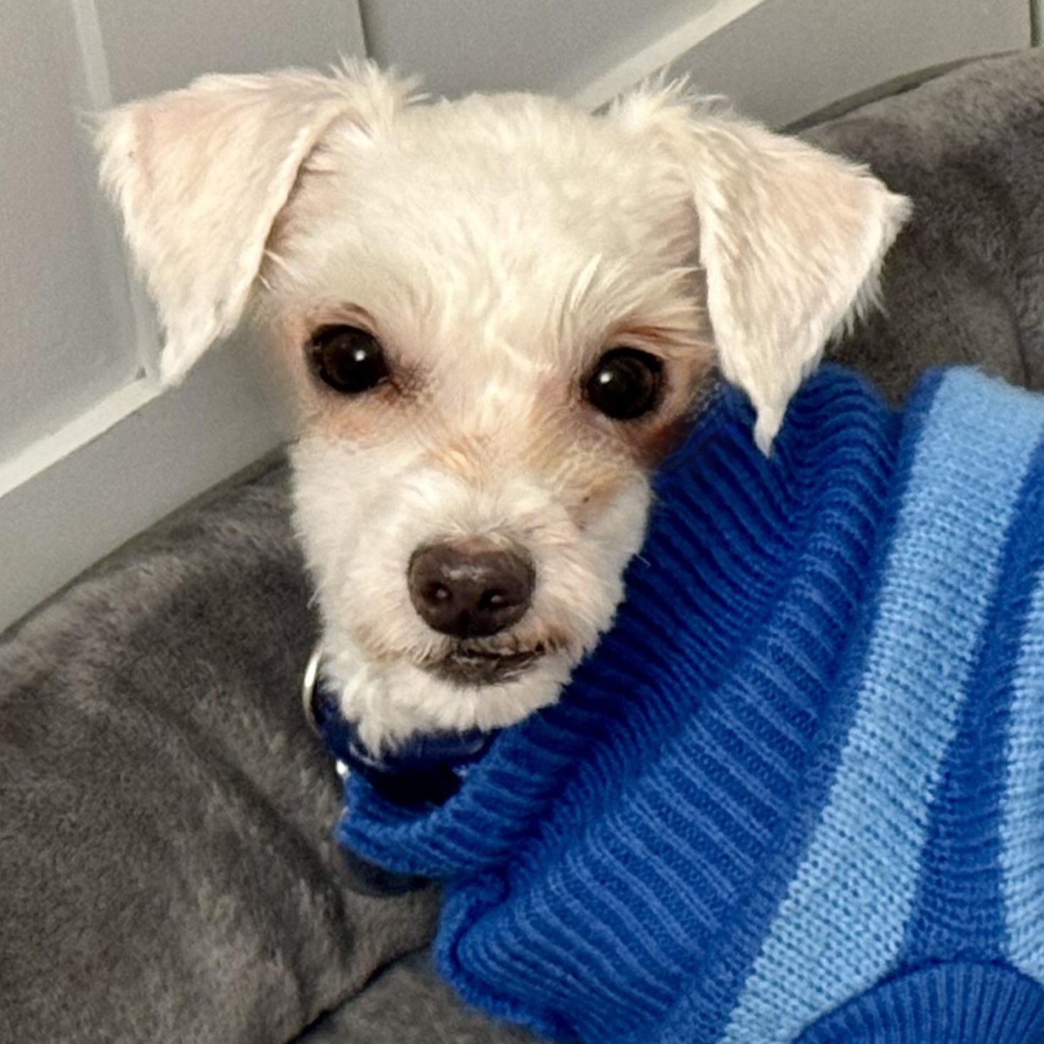 Enlarge Nolan-Adoption Pending!, a ADOPTABLE Maltese in Somerville, MA image 1/3