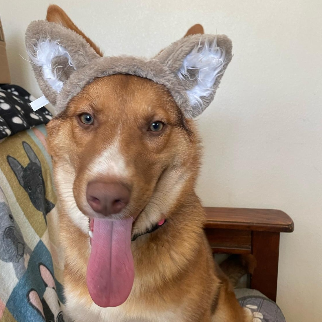 Enlarge Kaya, a ADOPTABLE Nova Scotia Duck Tolling Retriever in Irvine, CA image 2/6