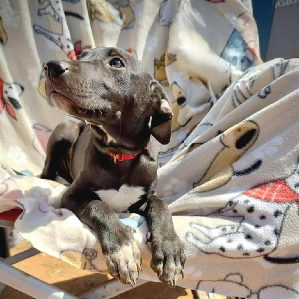 Bronco, Adoptable, Puppy Male American Staffordshire Terrier & Mixed Breed.
