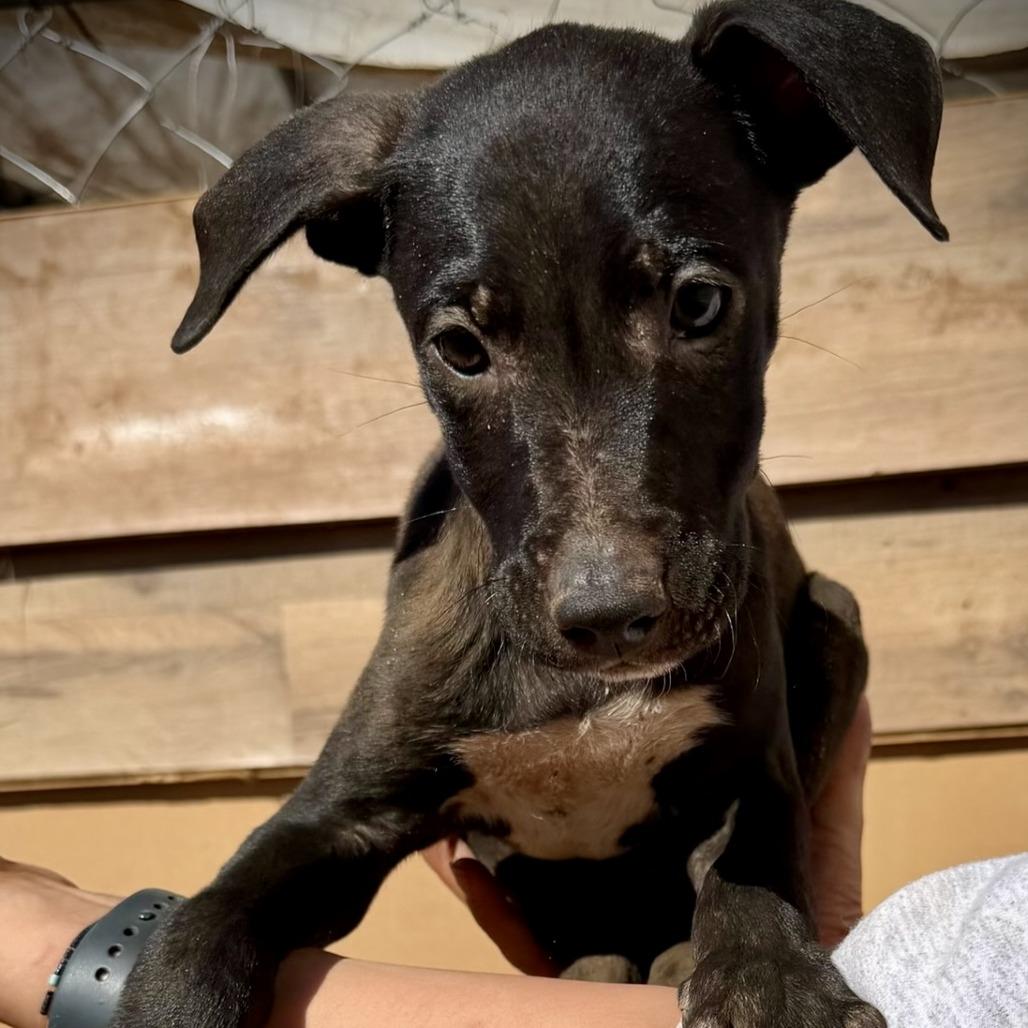 Bronco, a Adoptable mixed breed in Pearsall, TX image 2/4