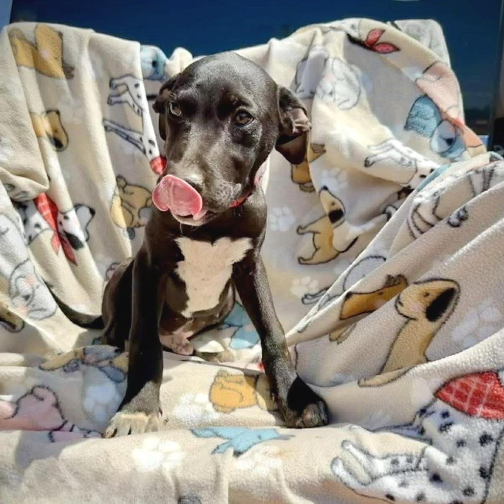 Bronco, a Adoptable mixed breed in Pearsall, TX image 3/4