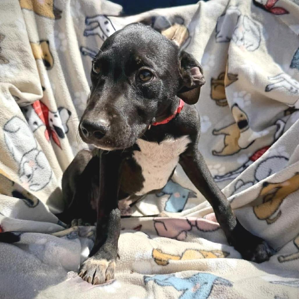 Bronco, a Adoptable mixed breed in Pearsall, TX image 4/4