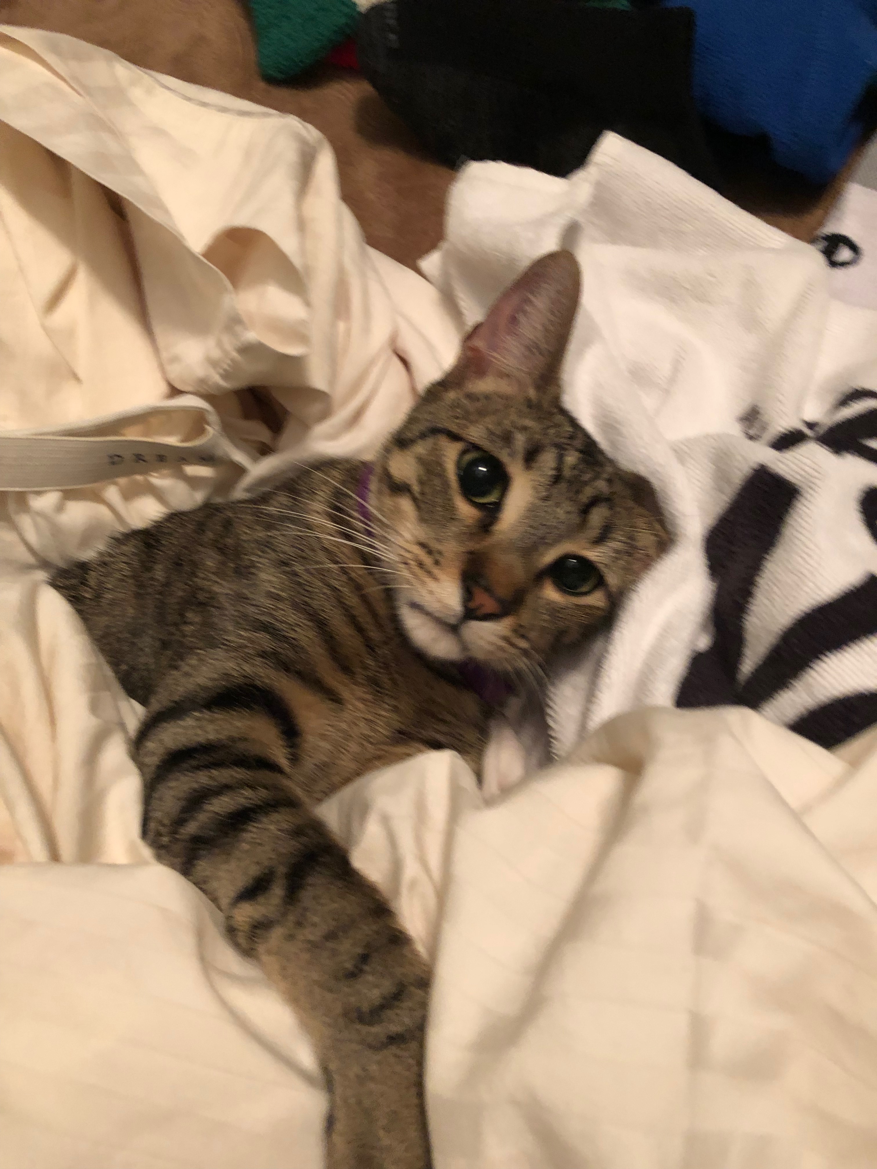 Cadet, Adoptable, Young Male Tabby.