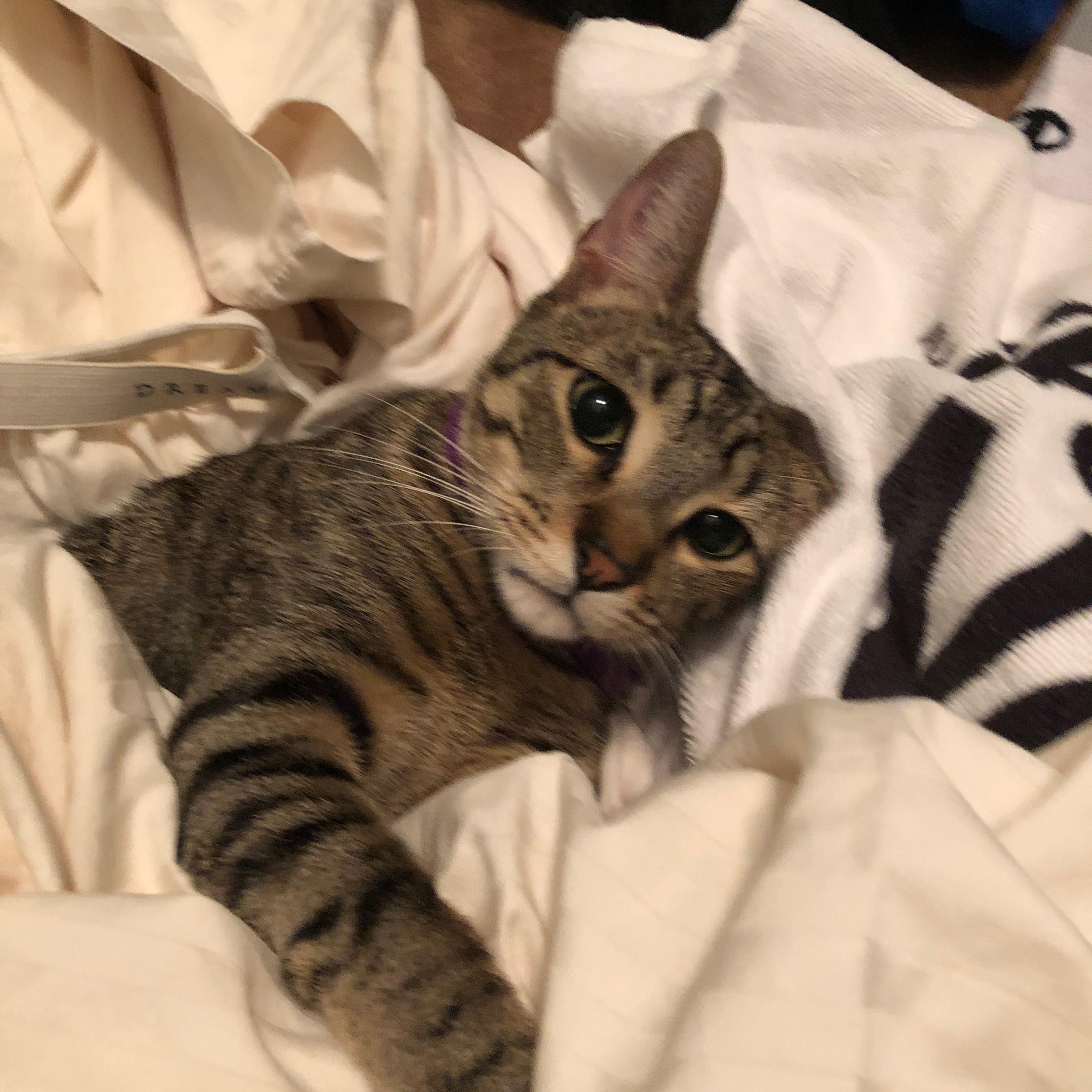 Enlarge Cadet, a Adoptable Tabby in Katy, TX image 2/6
