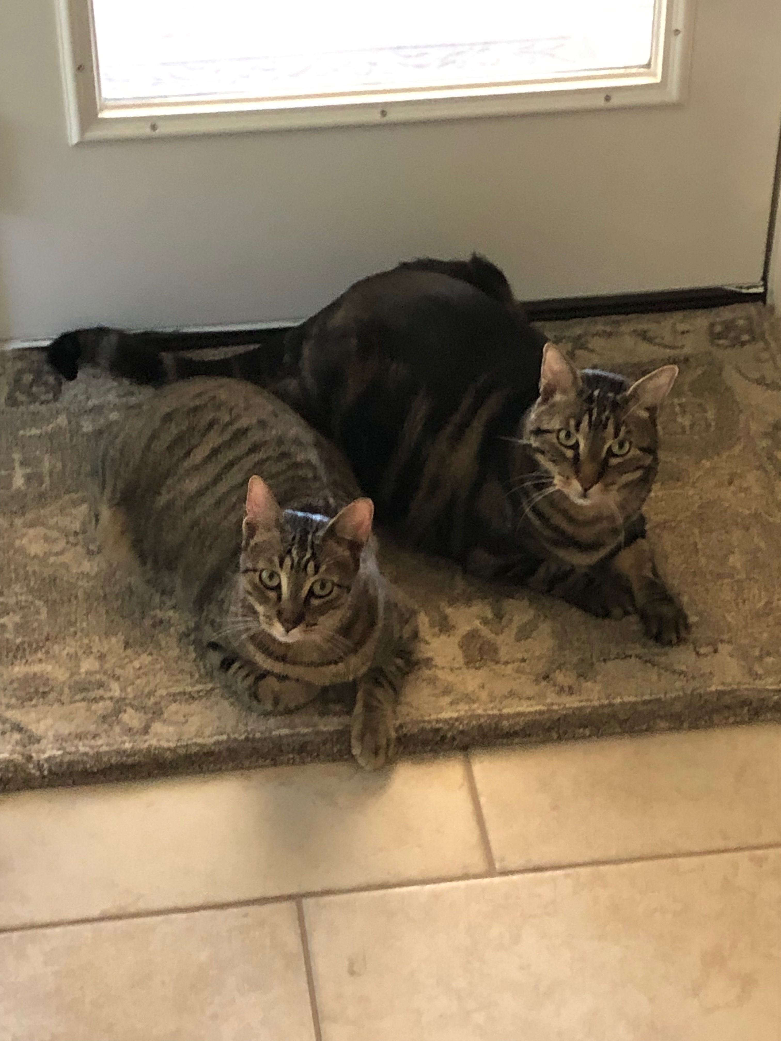 Enlarge Cadet, a Adoptable Tabby in Spring, TX image 2/6