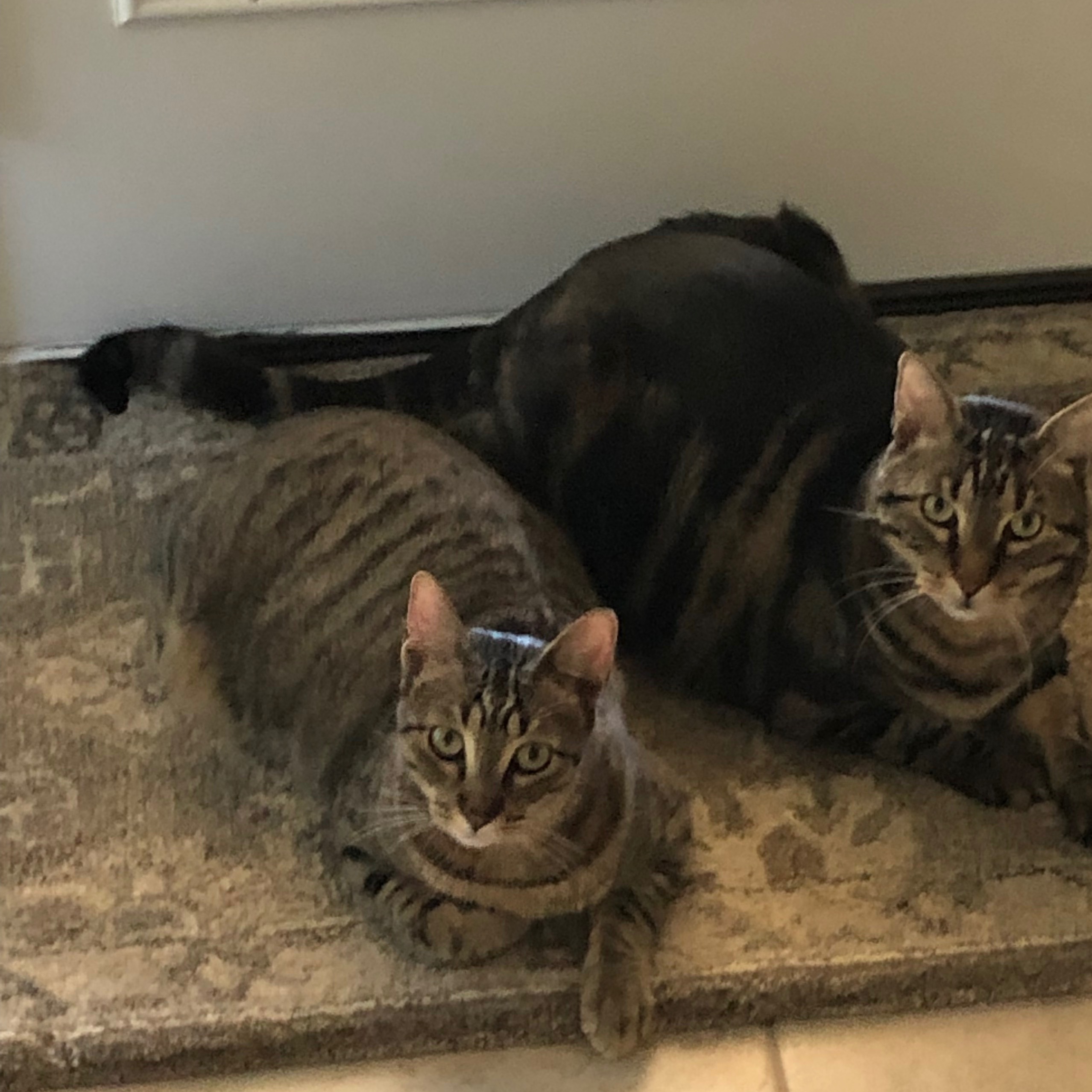 Enlarge Cadet, a Adoptable Tabby in Katy, TX image 4/6