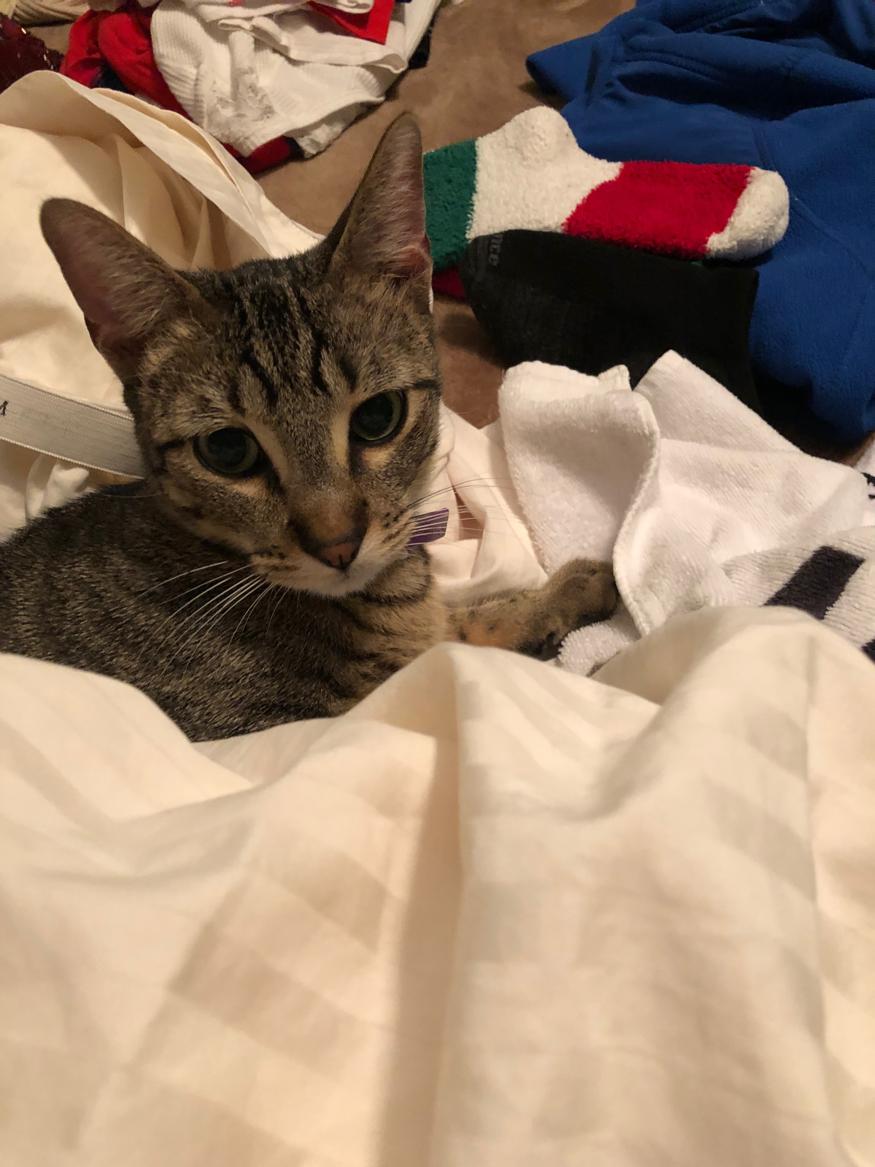 Enlarge Cadet, a Adoptable Tabby in Spring, TX image 3/6