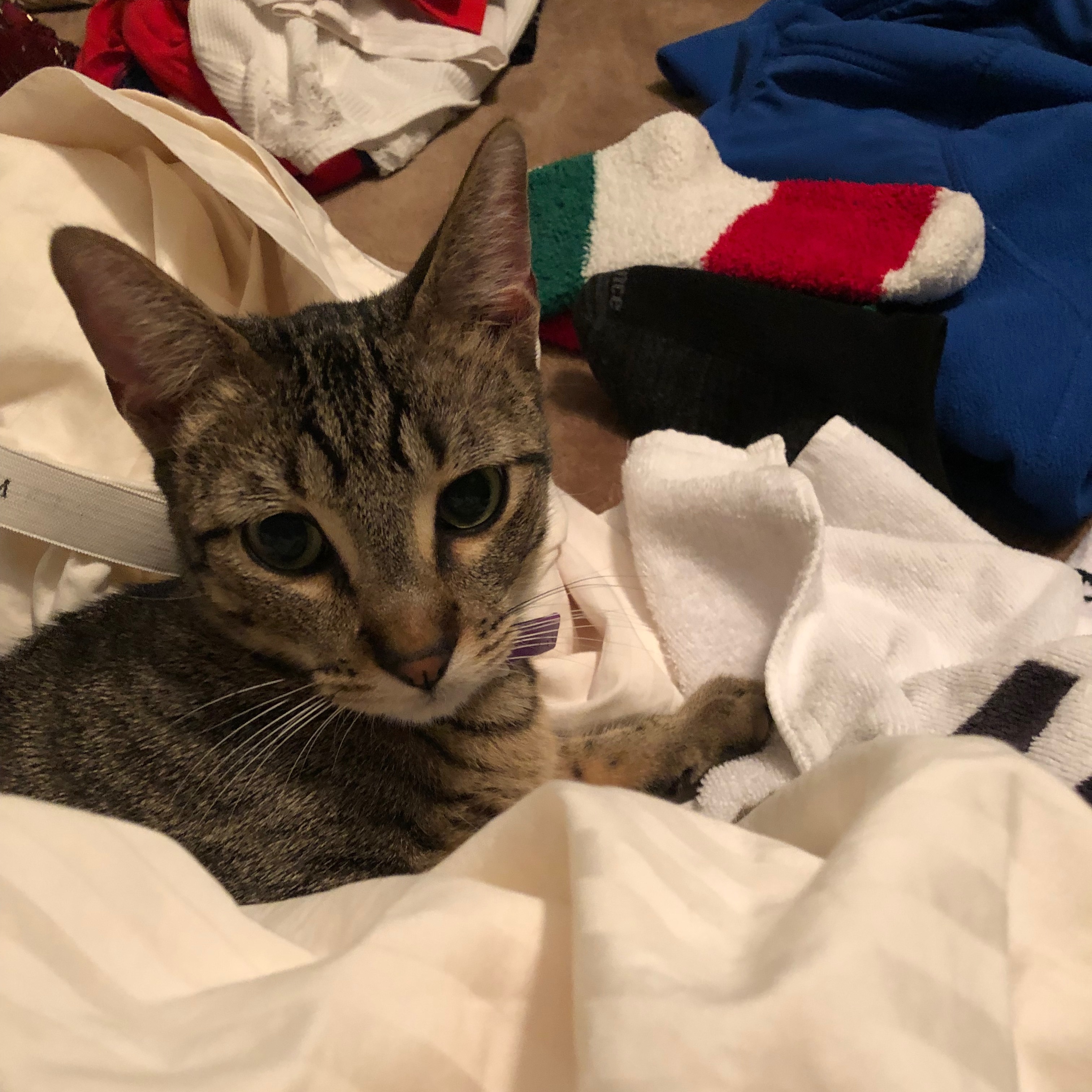 Enlarge Cadet, a Adoptable Tabby in Katy, TX image 3/6