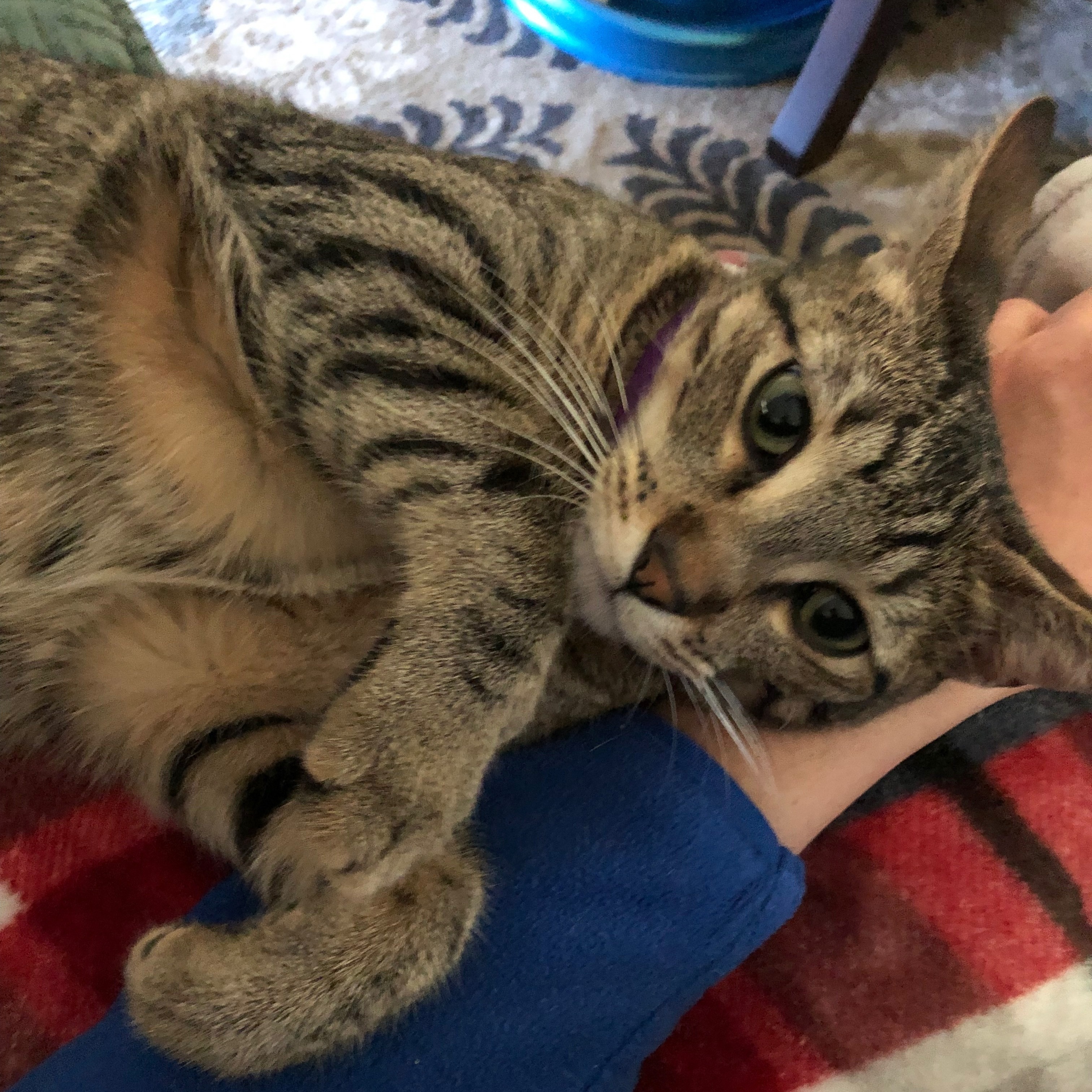 Enlarge Cadet, a Adoptable Tabby in Spring, TX image 4/6