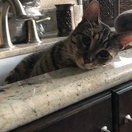 Enlarge Cadet, a Adoptable Tabby in Katy, TX image 5/6