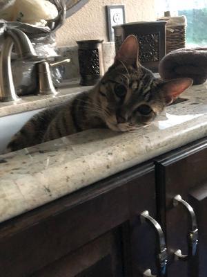 Enlarge Cadet, a Adoptable Tabby in Spring, TX image 5/6