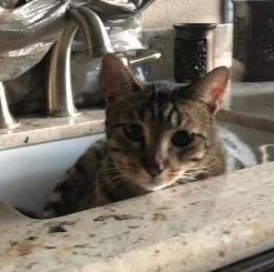 Enlarge Cadet, a Adoptable Tabby in Katy, TX image 6/6