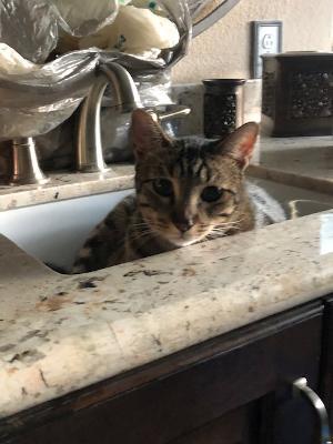 Enlarge Cadet, a Adoptable Tabby in Spring, TX image 6/6