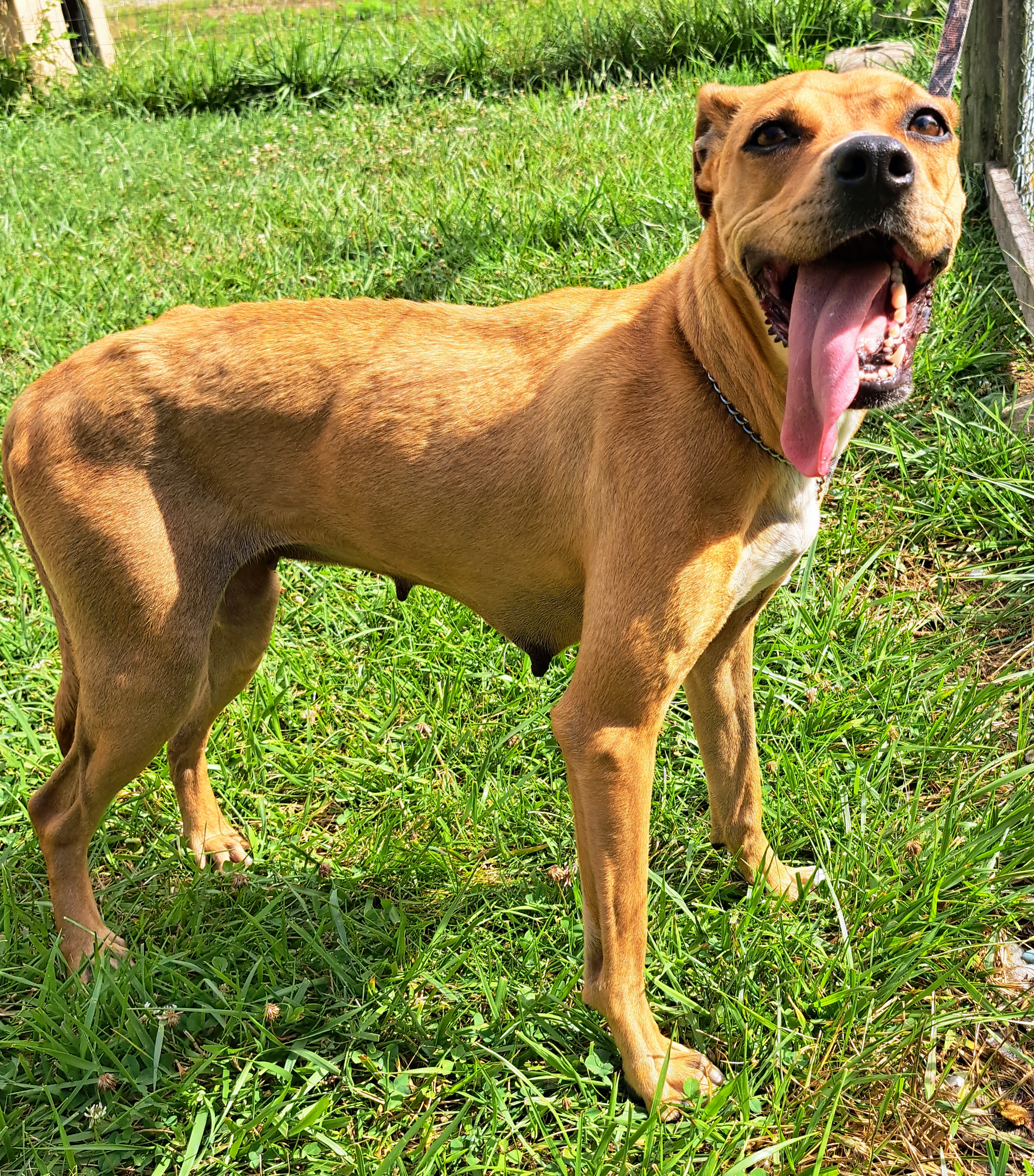 Sweet Pea, Adult Female Boxer