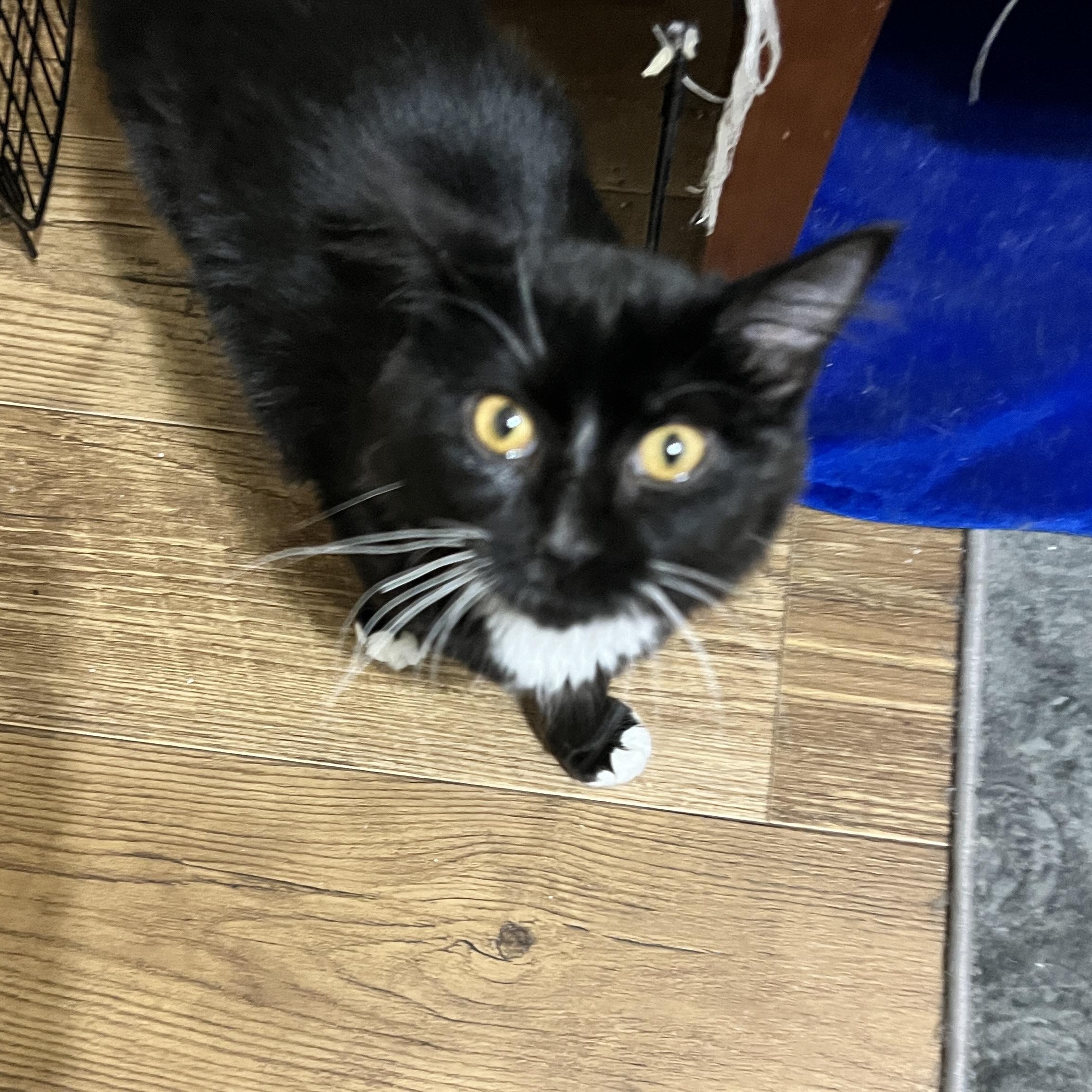 Enlarge Olivia, a Adoptable Domestic Medium Hair in Rio Linda, CA image 3/3