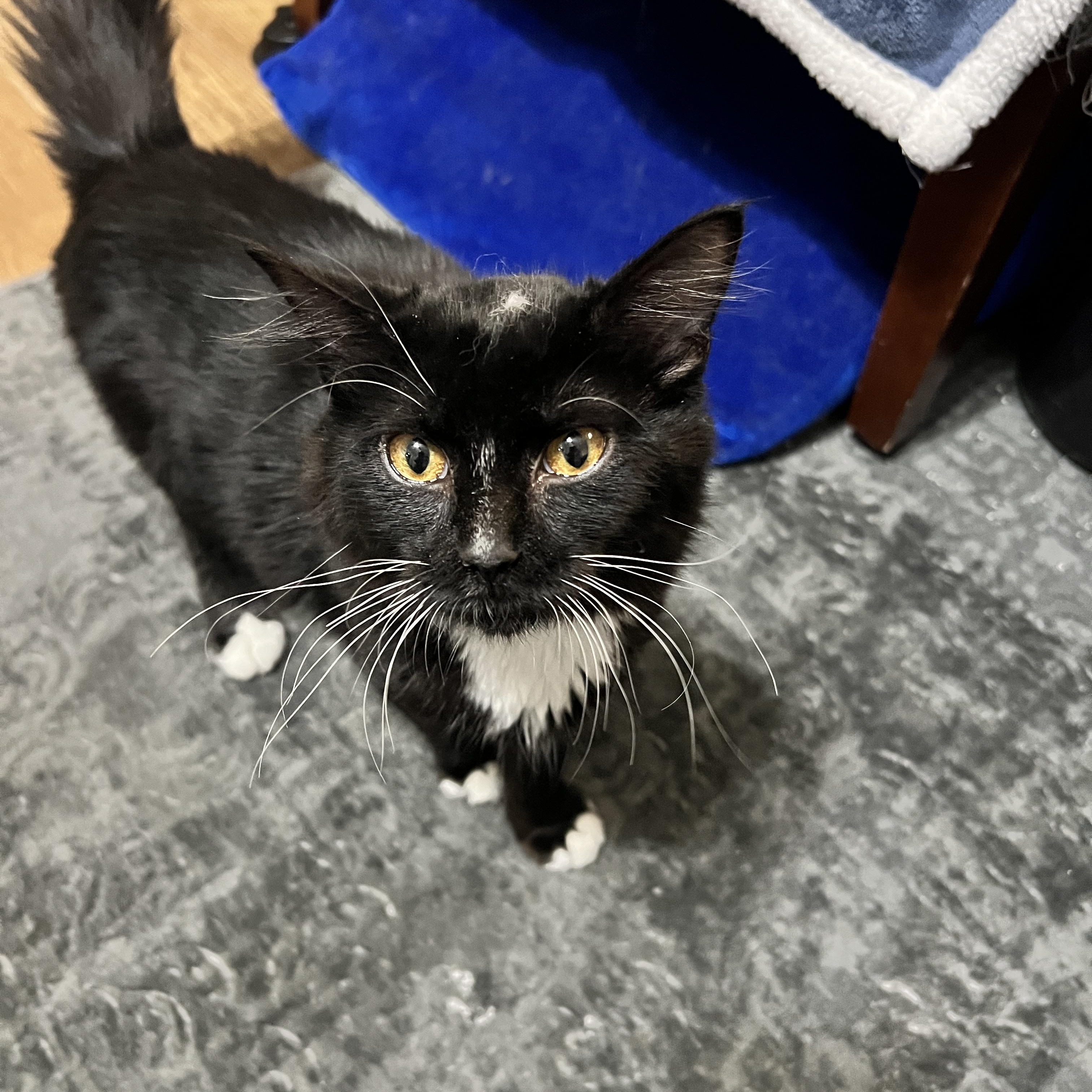 Enlarge Olivia, a Adoptable Domestic Medium Hair in Rio Linda, CA image 1/3