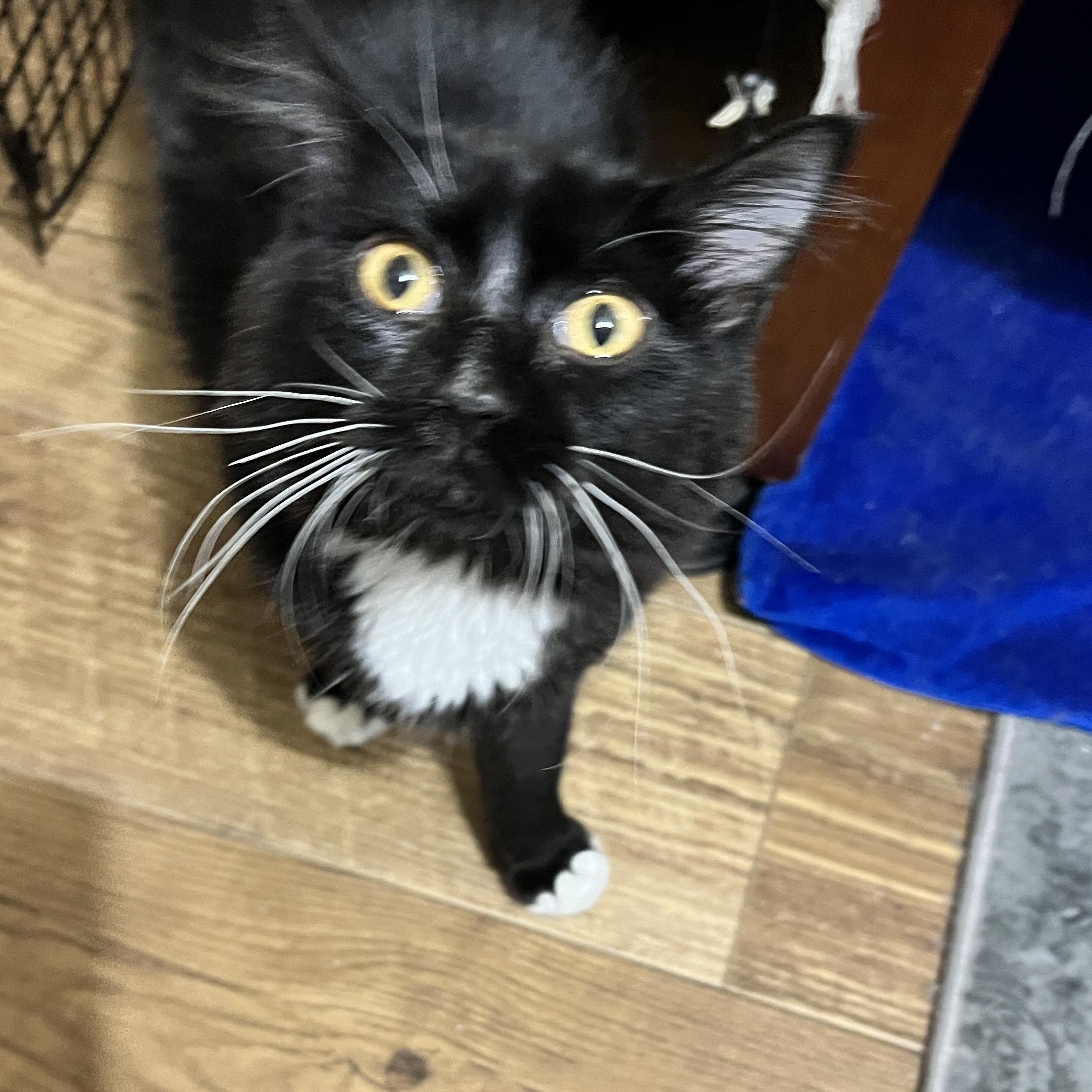 Enlarge Olivia, a Adoptable Domestic Medium Hair in Rio Linda, CA image 2/3