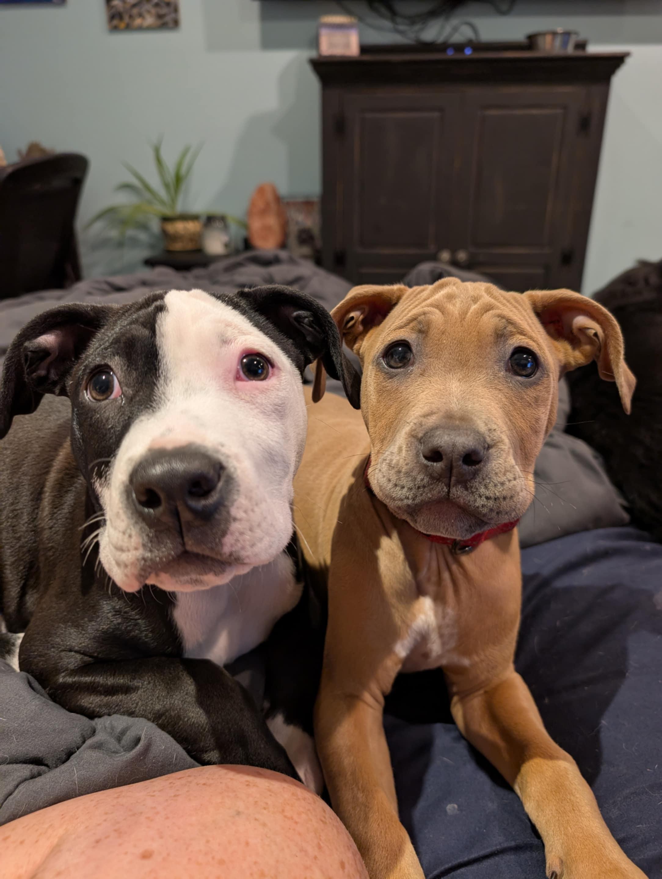 Cricket, Adopted, Young Male Pit Bull Terrier.