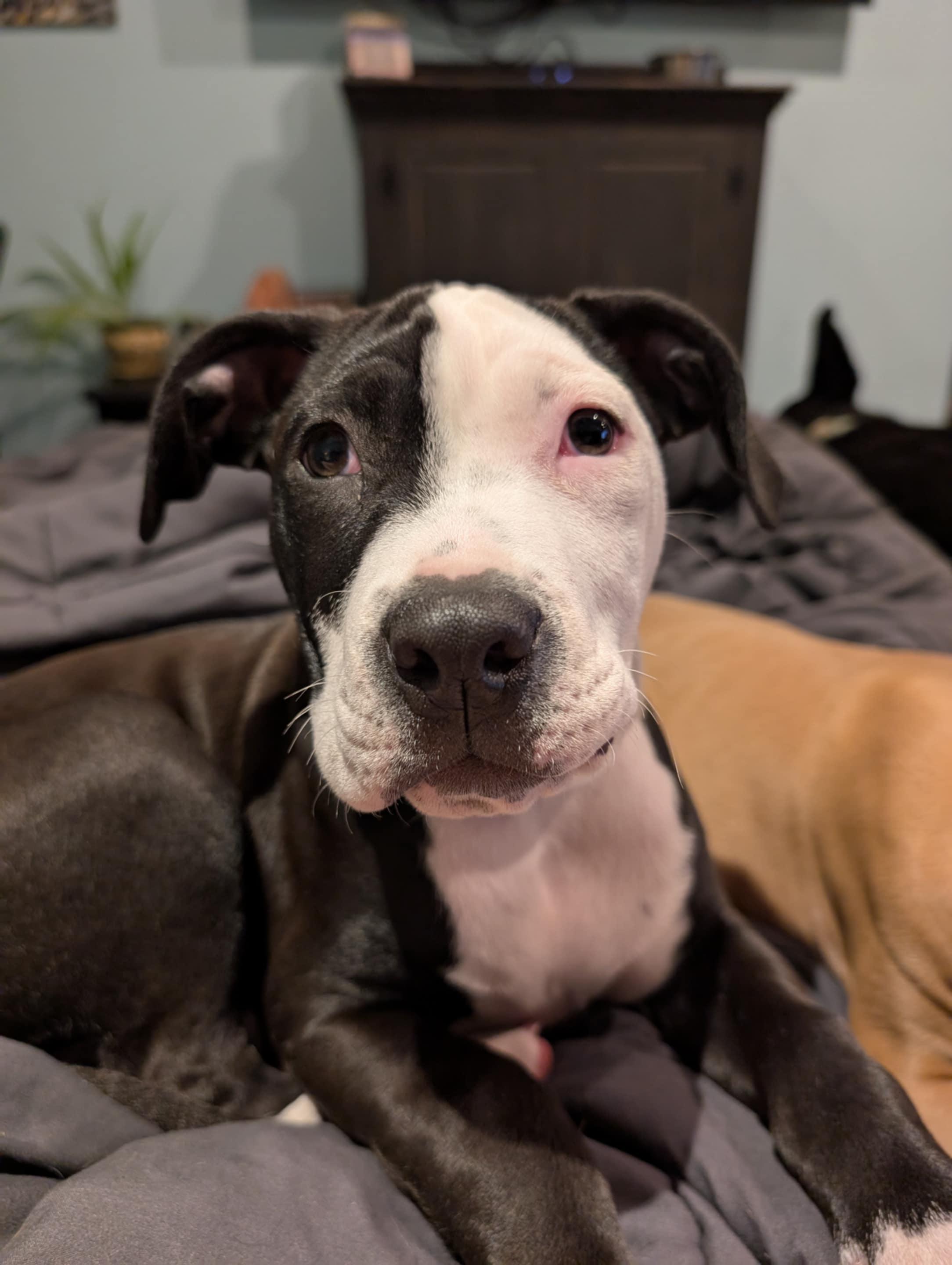 Enlarge Cricket, a Adopted mixed breed in Perkasie, PA image 2/6