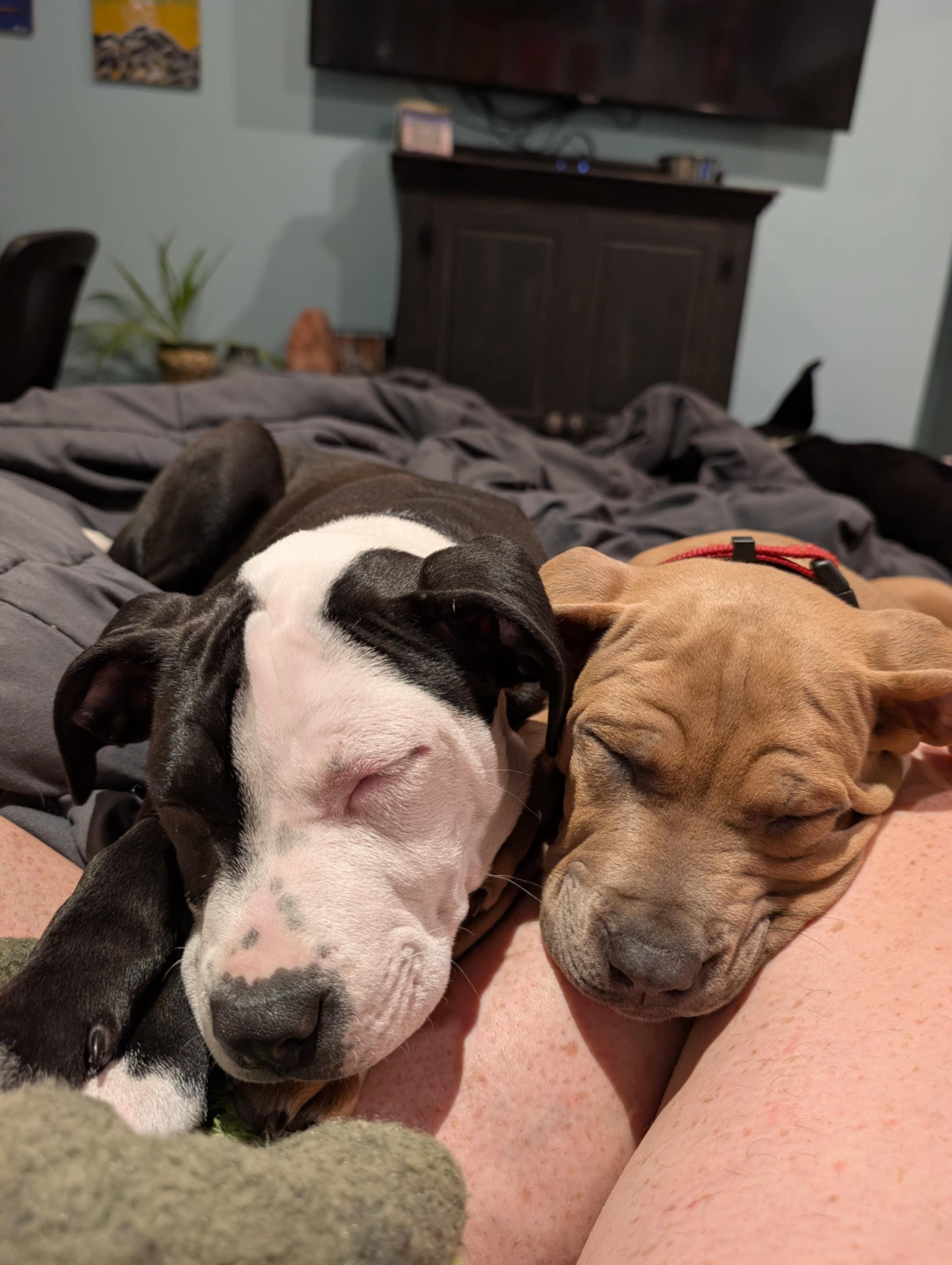 Enlarge Cricket, a Adopted mixed breed in Perkasie, PA image 3/6