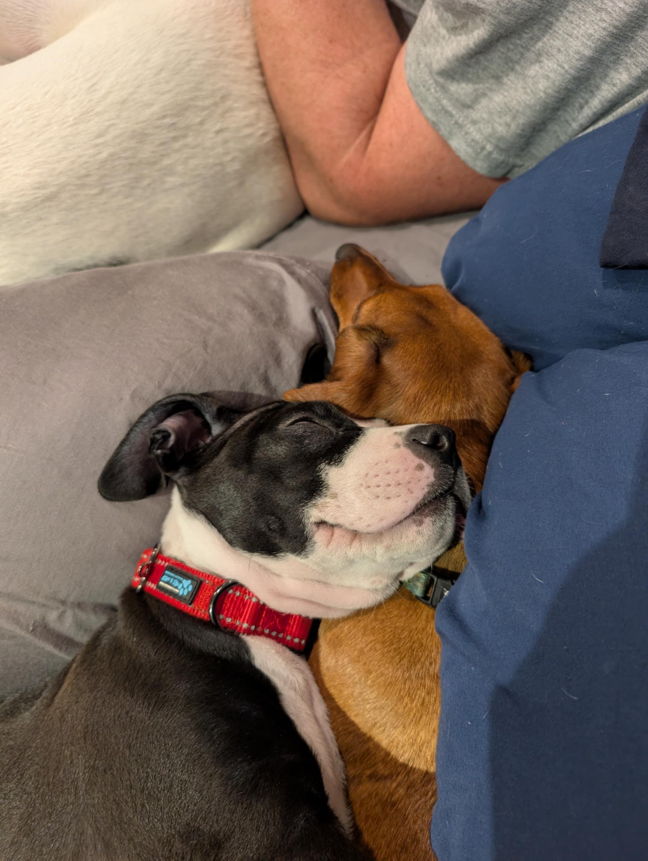 Enlarge Cricket, a Adopted mixed breed in Perkasie, PA image 4/6