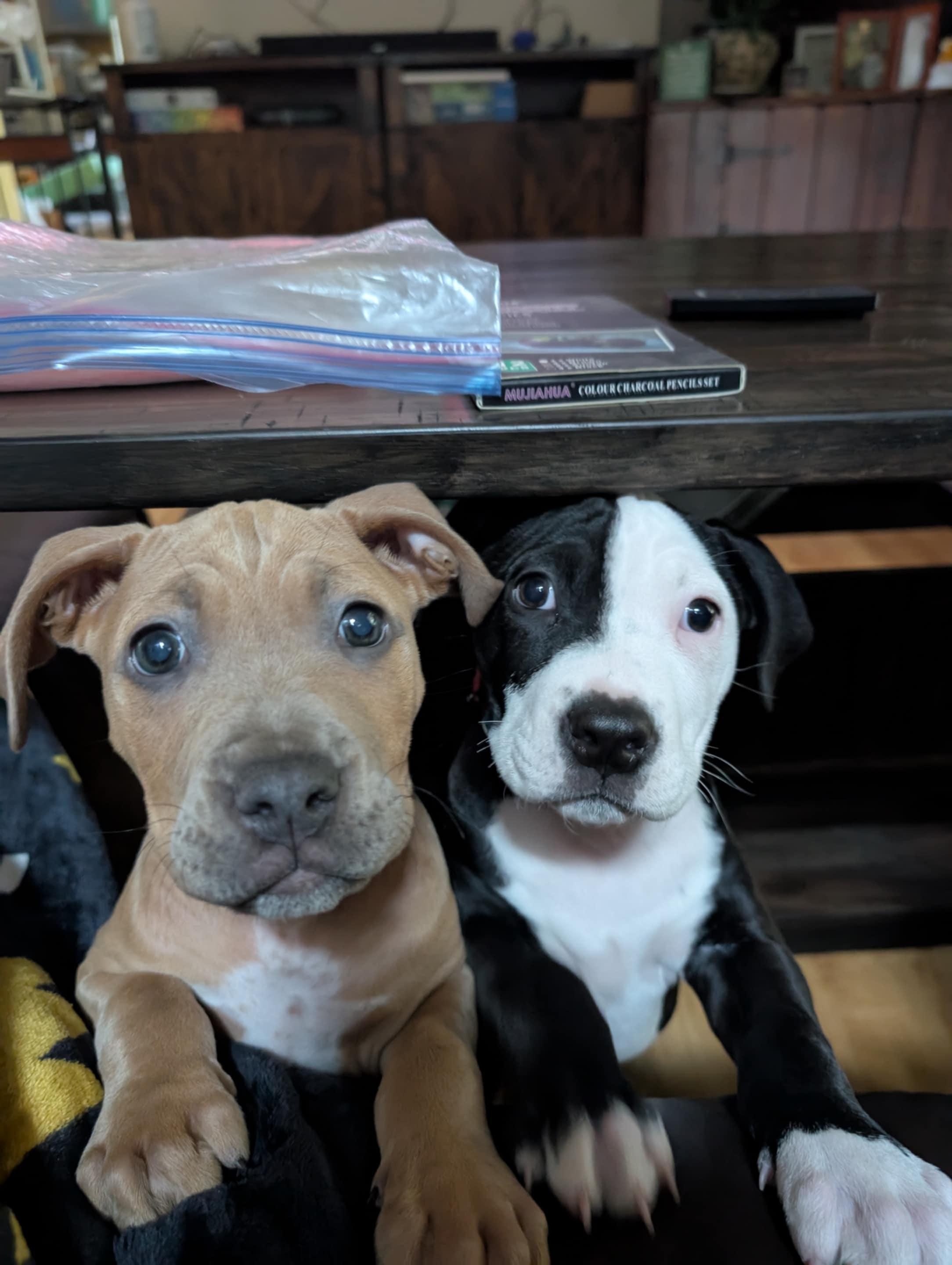 Enlarge Cricket, a Adopted mixed breed in Perkasie, PA image 5/6