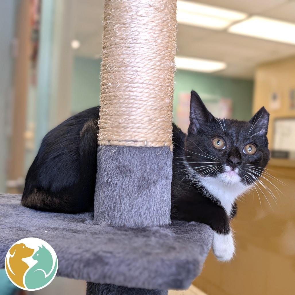 Enlarge Louy, a Adoptable Domestic Short Hair in Toledo, OH image 1/1